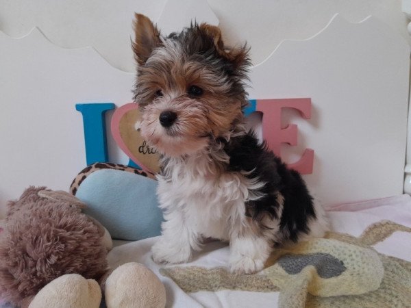 Biewer Yorkshire terrier