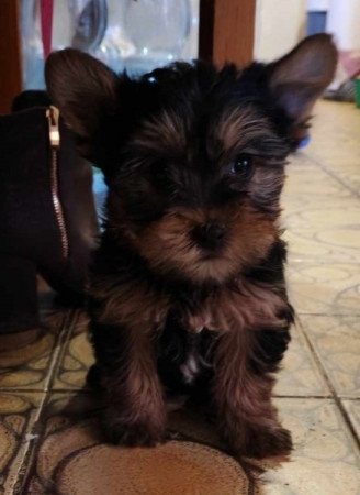 Yorkshire terrier