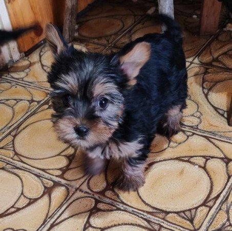 Yorkshire terrier