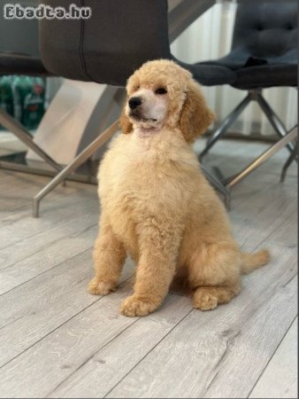 Standard poodle puppies