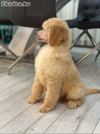 Standard poodle puppies