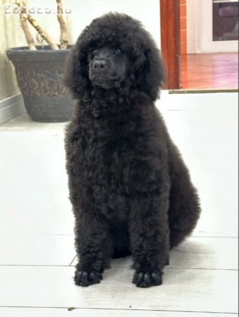 Standard poodle puppies