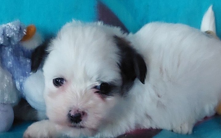 Bichon havanese