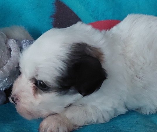 Bichon havanese