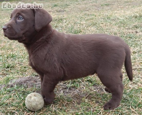 Eladó labrador kiskutyák.