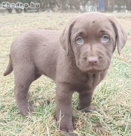 Eladó labrador kiskutyák.