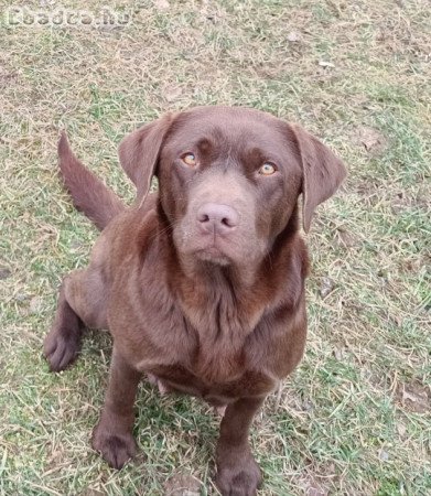 Eladó labrador kiskutyák.