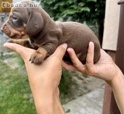 Törpe tacskó kiskutyák eladók csoki-cser színben