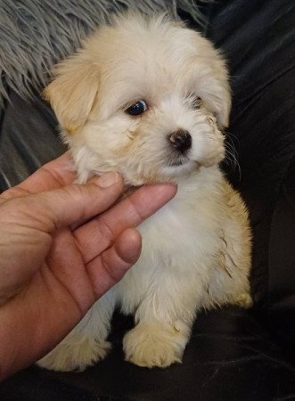 bichon havanese