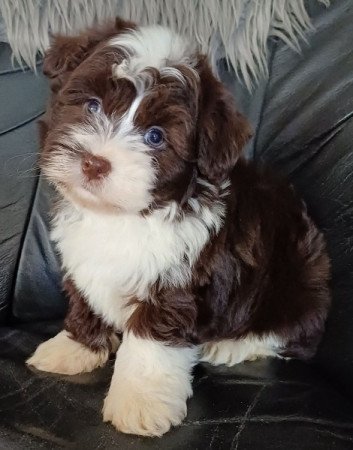 bichon havanese