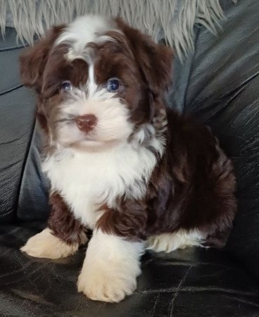 bichon havanese