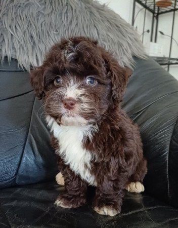 bichon havanese