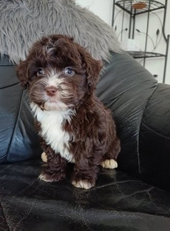 bichon havanese