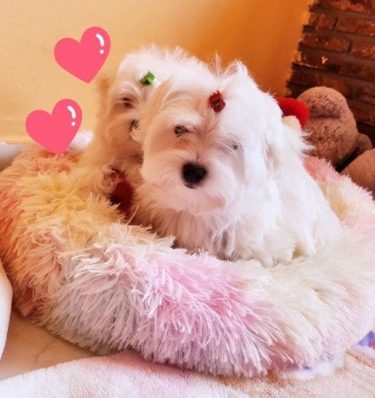 Bichon Havanese