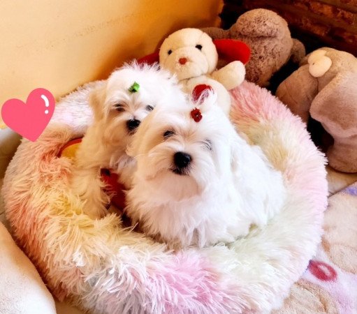 Bichon Havanese