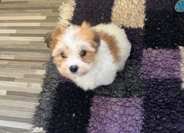 Coton de tulear