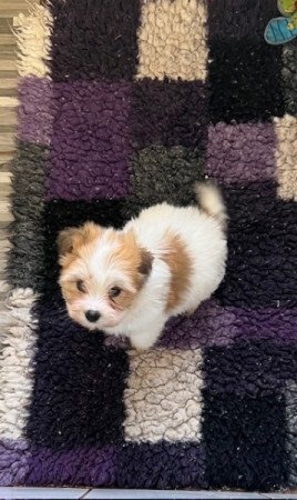 Coton de tulear