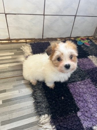 Coton de tulear