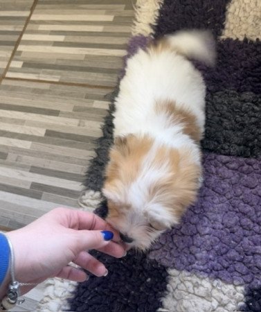 Coton de tulear