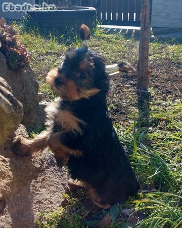 Cuki kislány yorki/yorkshire eladó.