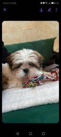 Shih Tzu