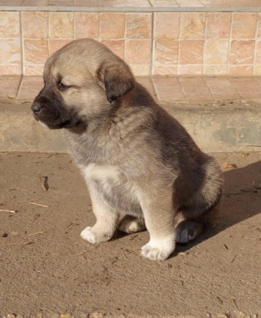 Kangal