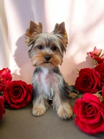 Yorkshire Terrier