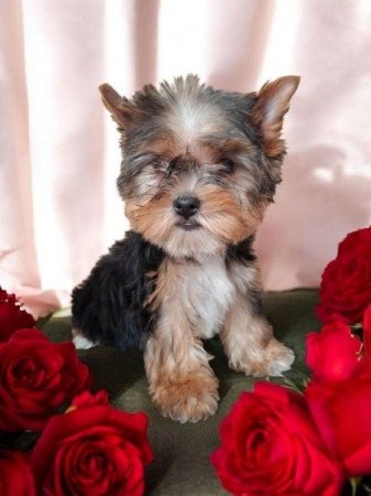 Yorkshire Terrier