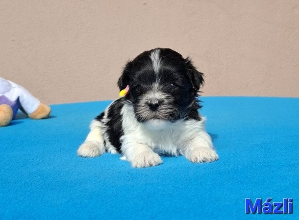 Bichon havanese