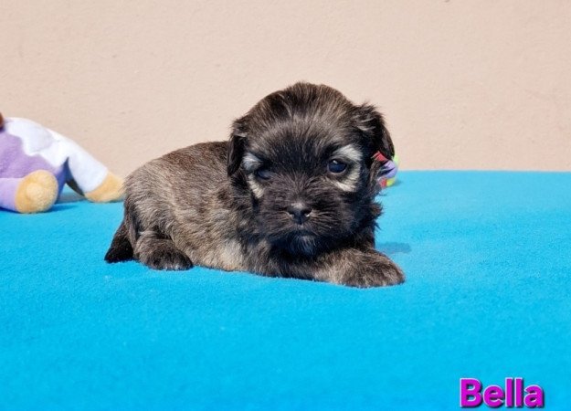 Bichon havanese