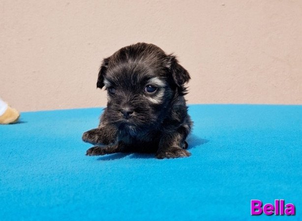 Bichon havanese