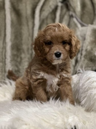 Cavalier spániel uszkár cavapoo