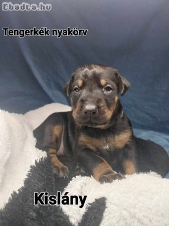 Dobermann kölyök