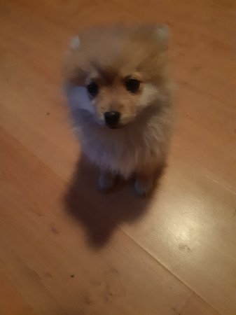 Pomeranian spitz