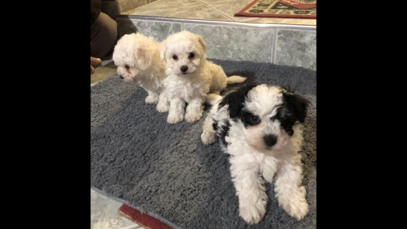 Bichon Havanese