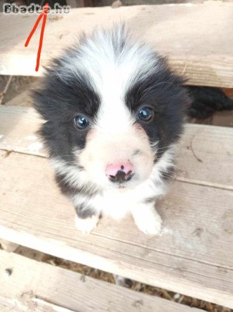 Border collie fajta tiszta kutyák eladóak