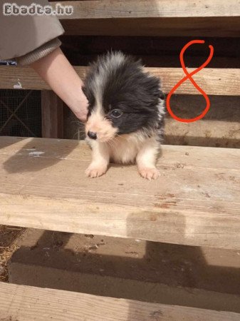 Border collie fajta tiszta kutyák eladóak