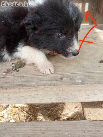 Border collie fajta tiszta kutyák eladóak