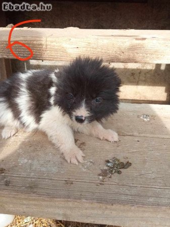 Border collie fajta tiszta kutyák eladóak