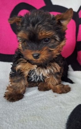 Yorkshire terrier