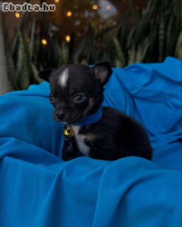 Chihuahua kölykök ingyenes örökbefogadásra