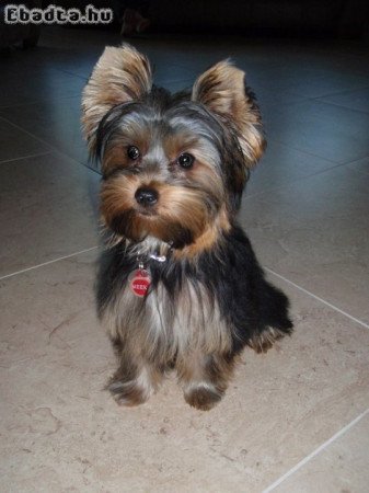 Yorkshire terrier