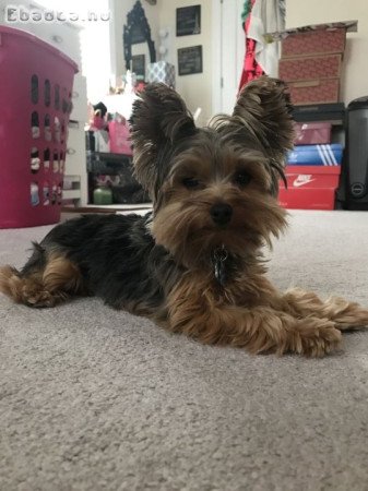 Yorkshire terrier