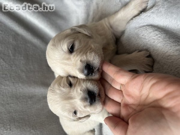 Golden retriver kiskutyák