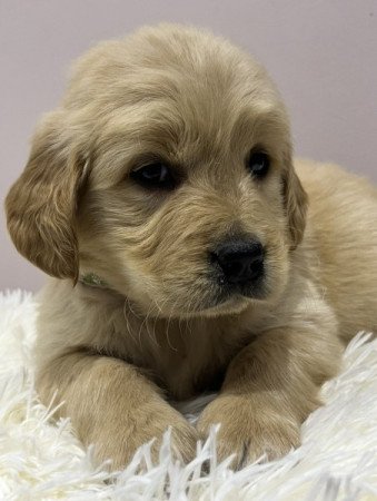 Golden Retriever