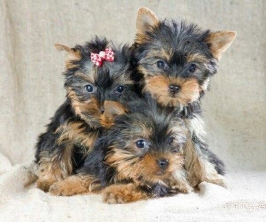 Yorkshire terrier