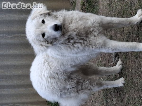 1 éves kuvasz kutya költözés miatt ingyen elvihető