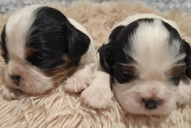 Cavalier King Charles spániel