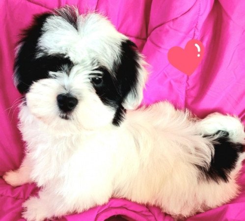 Havanese