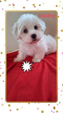 Havanese